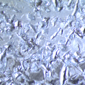 Bild 1: Durch Steinschlag beschädigte KTL